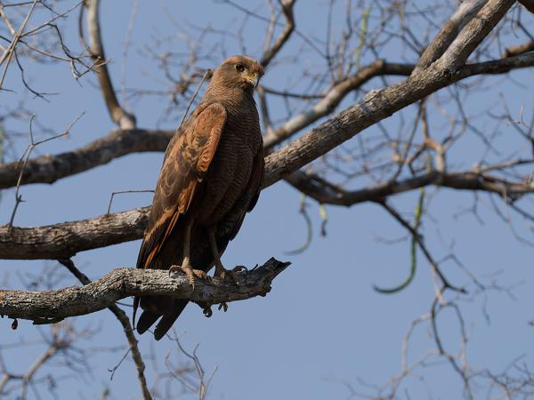 Savannebuizerd (Buteogallus meridionalis)